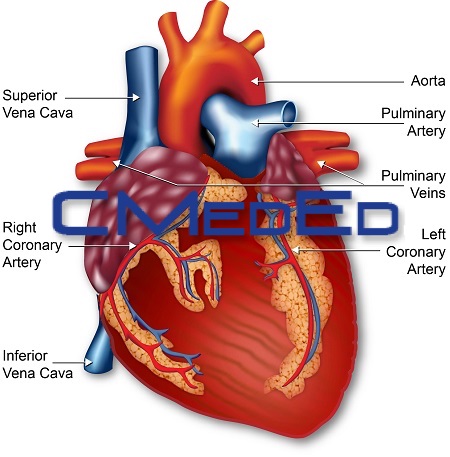 cardiovascular diease